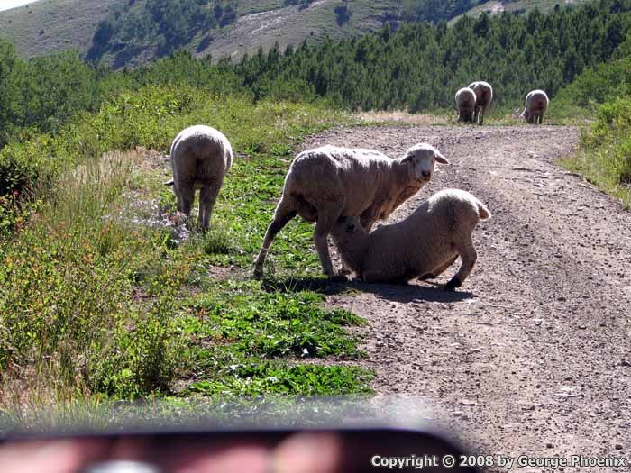 Last Dollar Road - Nursing Lamb